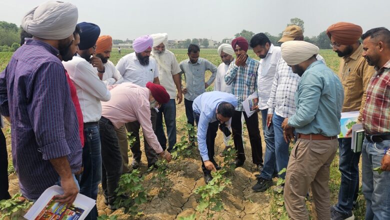 ਨਰਮੇ ਦੀ ਫਸਲ ਨੂੰ ਕੀੜਿਆਂ ਦੇ ਹਮਲੇ ਤੋਂ ਬਚਾਉਣ ਲਈ ਨਿਰੰਤਰ ਨਿਰੀਖਣ ਅਤੇ ਨਿਗਰਾਨੀ ਕਰਨ ਦੀ ਜ਼ਰੂਰਤ: ਮੁੱਖ ਖੇਤੀਬਾੜੀ ਅਫ਼ਸਰ