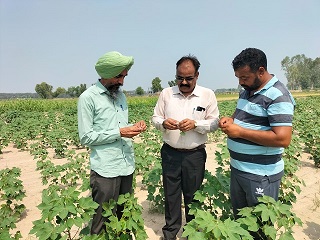 ਖੇਤੀਬਾੜੀ ਵਿਭਾਗ ਵੱਲੋਂ ਨਰਮੇ ਵਾਲੇ ਵੱਖ ਵੱਖ ਪਿੰਡਾਂ ਦਾ ਦੌਰਾ
