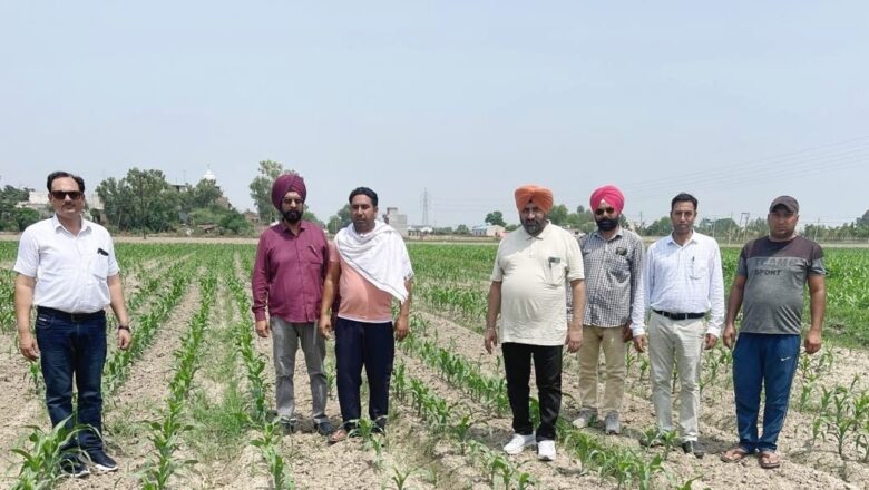 ਮੁੱਖ ਖੇਤੀਬਾੜੀ ਅਫਸਰ ਅੰਮ੍ਰਿਤਸਰ ਤਜਿੰਦਰ ਸਿੰਘ ਨੇ ਫਸਲੀ ਵਿਭਿੰਨਤਾ ਤਹਿਤ ਬੀਜੀਆਂ ਮੱਕੀ ਦੀਆਂ ਪ੍ਰਦਰਸ਼ਨੀਆਂ ਵੇਖੀਆਂ