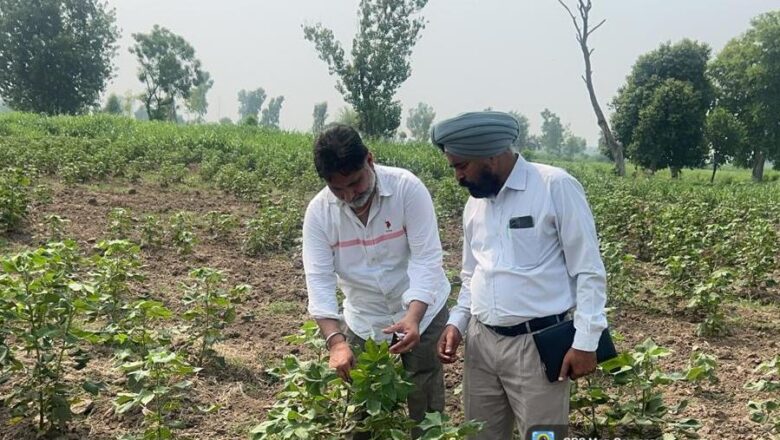 ਨਰਮੇਂ ਦੀ ਫ਼ਸਲ ਤੇ ਚਿੱਟੀ ਮੱਖੀ ਦੇ ਹਮਲੇ ਦੀ ਰੋਕਥਾਮ ਲਈ ਤੁਰੰਤ ਕੀਤਾ ਜਾਵੇ ਕੀਟਨਾਸ਼ਕ ਦਵਾਈ ਦਾ ਛਿੜਕਾ– ਮੁੱਖ ਖੇਤੀਬਾੜੀ ਅਫਸਰ