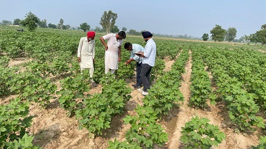 ਨਰਮੇਂ ਦੀ ਫ਼ਸਲ ਤੇ ਚਿੱਟੀ ਮੱਖੀ ਦੇ ਹਮਲੇ ਦੀ ਰੋਕਥਾਮ ਲਈ ਤੁਰੰਤ ਕੀਟਨਾਸ਼ਕ ਦੇ ਛਿੜਕਾਅ ਦੀ ਲੋੜ: