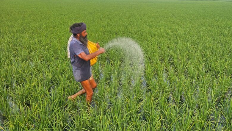 ਝੋਨੇ ਦੀ ਫ਼ਸਲ ਨੂੰ ਕੀੜਿਆਂ ,ਬਿਮਾਰੀਆਂ ਤੋਂ ਬਚਾਉਣ ਲਈ ਸਿਫਾਰਸ਼ਾਂ ਅਨੁਸਾਰ ਖਾਦਾਂ ਵਰਤਣ ਦੀ ਜ਼ਰੂਰਤ : ਮੁੱਖ ਖੇਤੀਬਾੜੀ ਅਫਸਰ