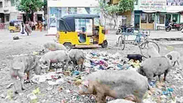 ਸੂਰਾਂ ਨੂੰ ਸੜ੍ਹਕਾਂ, ਗਲੀਆਂ ਅਤੇ ਰਿਹਾਇਸ਼ੀ ਇਲਾਕਿਆਂ ਵਿੱਚਖੁੱਲ੍ਹੇ ਛੱਡਣ ’ਤੇ ਪਾਬੰਦੀ