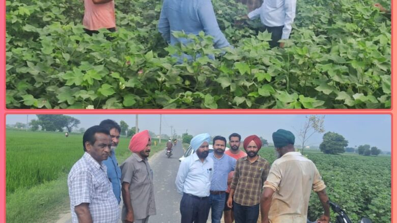 ਨਰਮੇਂ ਦੀ ਫ਼ਸਲ ਦਾ ਪੂਰਾ ਝਾੜ ਲੈਣ ਲਈ ਆਉਣ ਵਾਲੇ 20 ਦਿਨ ਬਹੁਤ ਅਹਿਮ – ਮੁੱਖ ਖੇਤੀਬਾੜੀ ਅਫ਼ਸਰ