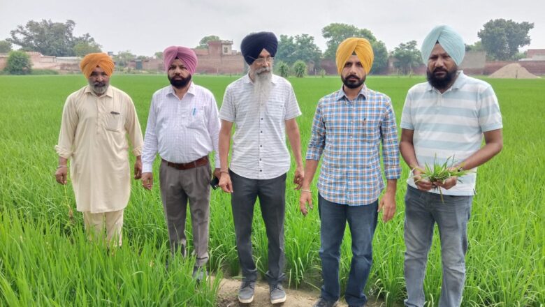 ਕਿਸਾਨਾਂ ਨੂੰ ਫ਼ਸਲਾਂ ਸਬੰਧੀ ਆ ਰਹੀਆਂ ਮੁਸ਼ਕਿਲਾਂ ਦੇ ਹੱਲ ਲਈ ਪੈਸਟ ਸਰਵੇਲੈਂਸ ਟੀਮਾਂ ਦਾ ਗਠਨ ਕੀਤਾ ਗਿਆ- ਡਾ. ਕੁਲਵੰਤ ਸਿੰਘ