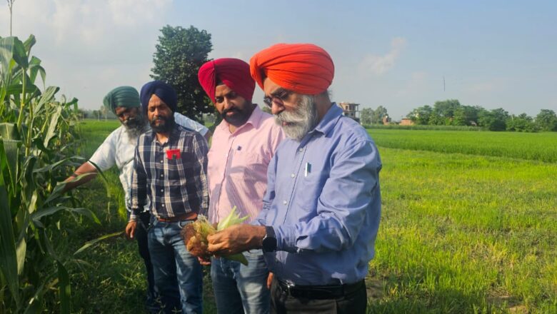 ਸਾਉਣੀ ਦੀ ਰੁੱਤ ਦੀ ਮੱਕੀ ਦੀ ਵੈਰੀਫਿਕੇਸ਼ਨ 10 ਅਗਸਤ ਤੱਕ ਮੁਕੰਮਲ ਕੀਤੀ ਜਾਵੇ : ਮੁੱਖ ਖੇਤੀਬਾੜੀ ਅਫ਼ਸਰ