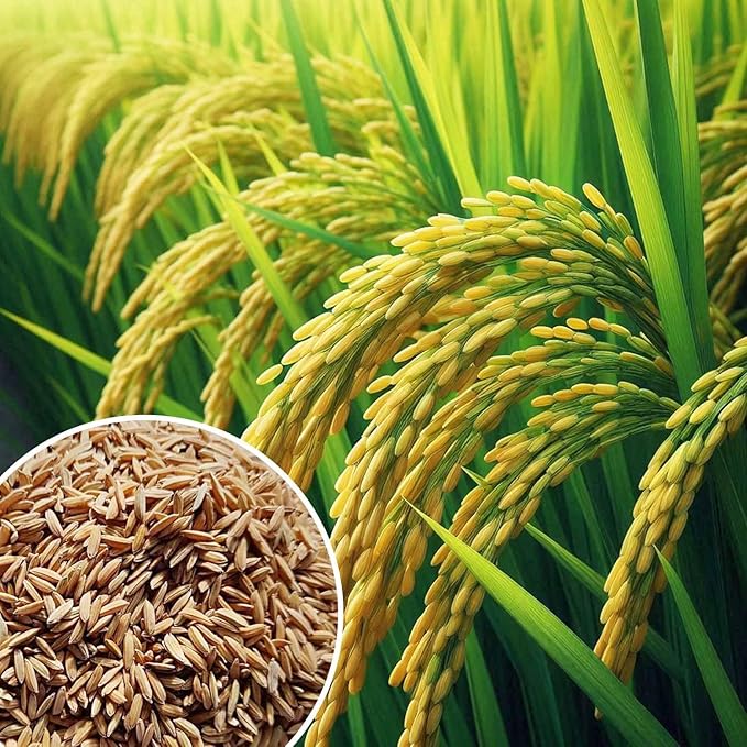 71okzexbnkl. sx679 (1)