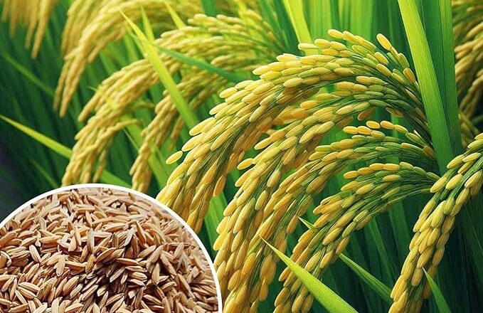 ਝੋਨੇ ਦੀ ਚੁਕਾਈ 100 ਲੱਖ ਮੀਟ੍ਰਿਕ ਟਨ ਤੋਂ ਪਾਰ