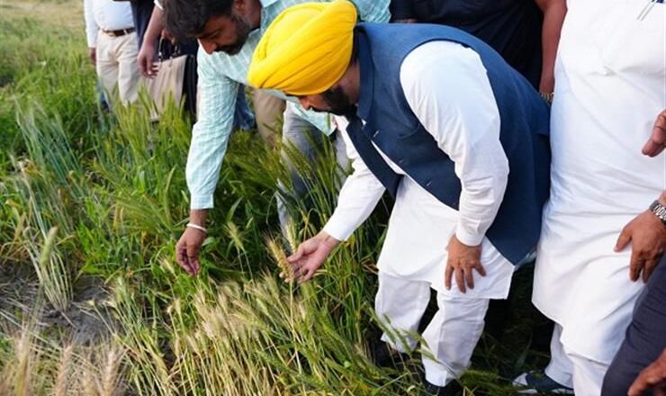 ਮਾਨ ਸਰਕਾਰ ਦੀ ਇਤਿਹਾਸਕ ਪ੍ਰਾਪਤੀ; 11 ਲੱਖ ਤੋਂ ਵੱਧ ਕਿਸਾਨਾਂ ਨੂੰ ਮਿਲਿਆ MSP ਲਾਭ