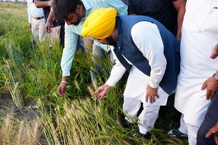 Bhagwant mann rice