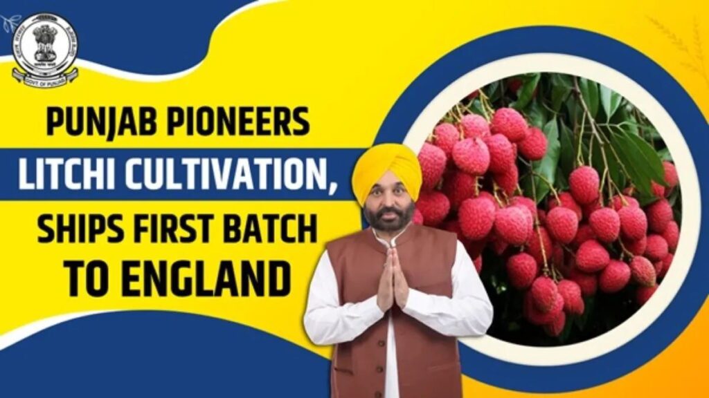 Litchi production punjab