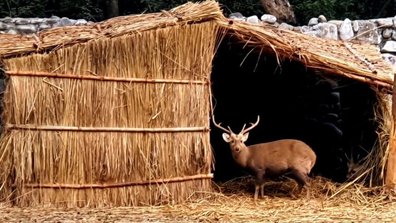 ਜੰਗਲਾਤ ਤੇ ਜੰਗਲੀ ਜੀਵ ਸੁਰੱਖਿਆ ਵਿਭਾਗ ਨੇ ਛੱਤਬੀੜ ਚਿੜੀਆਘਰ ਵਿਖੇ ਜਾਨਵਰਾਂ ਨੂੰ ਠੰਢ ਤੋਂ ਬਚਾਉਣ ਲਈ ਕੀਤੇ ਵਿਸ਼ੇਸ਼ ਪ੍ਰਬੰਧ