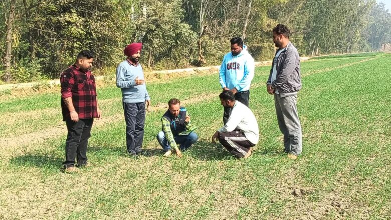 ਮੁੱਖ ਖੇਤੀਬਾੜੀ ਅਫ਼ਸਰ ਵੱਲੋਂ ਪਿੰਡ ਕੋਟੜਾ ਕਲਾਂ, ਭੀਖੀ, ਢੈਪਈ ਤੇ ਜੱਸੜਵਾਲ ਵਿਚ ਕਣਕ ਦੀ ਫ਼ਸਲ ਦਾ ਨਿਰੀਖਣ