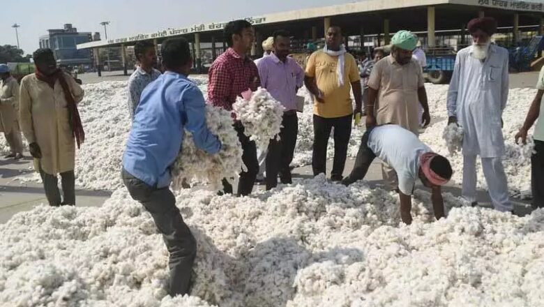 ਮਾਨ ਸਰਕਾਰ ਨੇ ਕਿਸਾਨਾਂ ਨੂੰ ਦਿੱਤੀ ਵੱਡੀ ਰਾਹਤ ! ਸਰਗਰਮ ਪਹਿਲਕਦਮੀਆਂ ਨੇ ਕਪਾਹ ਦੀਆਂ ਕੀਮਤਾਂ ₹5,700 ਤੋਂ ਵਧਾ ਕੇ ₹7,500+ ਕਰ ਦਿੱਤੀਆਂ