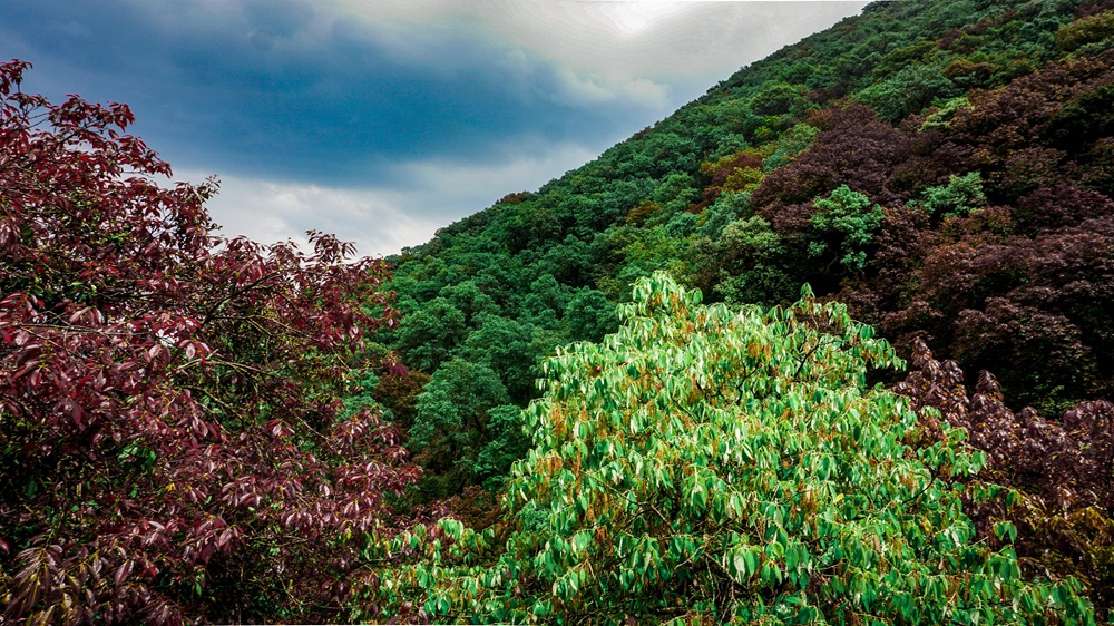 Feature Photo state's forest cover Project Brathi nala (11)