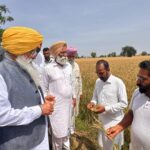 ਖੇਤੀਬਾੜੀ ਮੰਤਰੀ ਨੇ ਪਿੰਡ ਚੰਨੂ ਵਿਖੇ ਹੋਏ ਫਸਲਾਂ ਦੇ ਨੁਕਸਾਨ ਦਾ ਲਿਆ ਜਾਇਜ਼ਾ