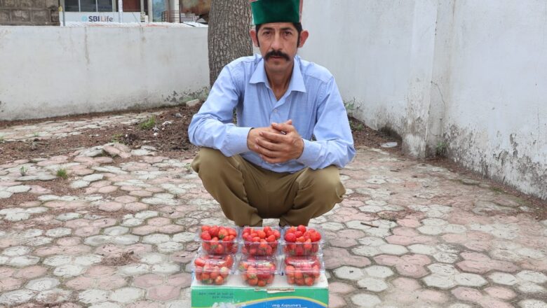 स्ट्रॉबेरी की लालिमा से बदली तकदीर, बागवानी बनी स्वरोजगार की नई पहचान