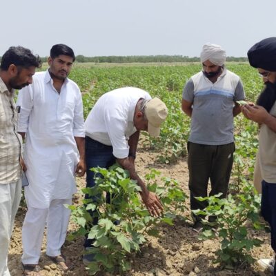 ਪੀਏਯੂ ਅਤੇ ਖੇਤੀਬਾੜੀ ਵਿਭਾਗ ਵੱਲੋਂ ਕਿਸਾਨਾਂ ਨੂੰ ਨਰਮਾ ਫਸਲ ਦੇ ਵਿਗਿਆਨਕ ਪ੍ਰਬੰਧਨ ਬਾਰੇ ਦਿੱਤੀ ਸਲਾਹ