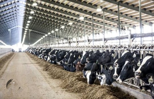 Dairy